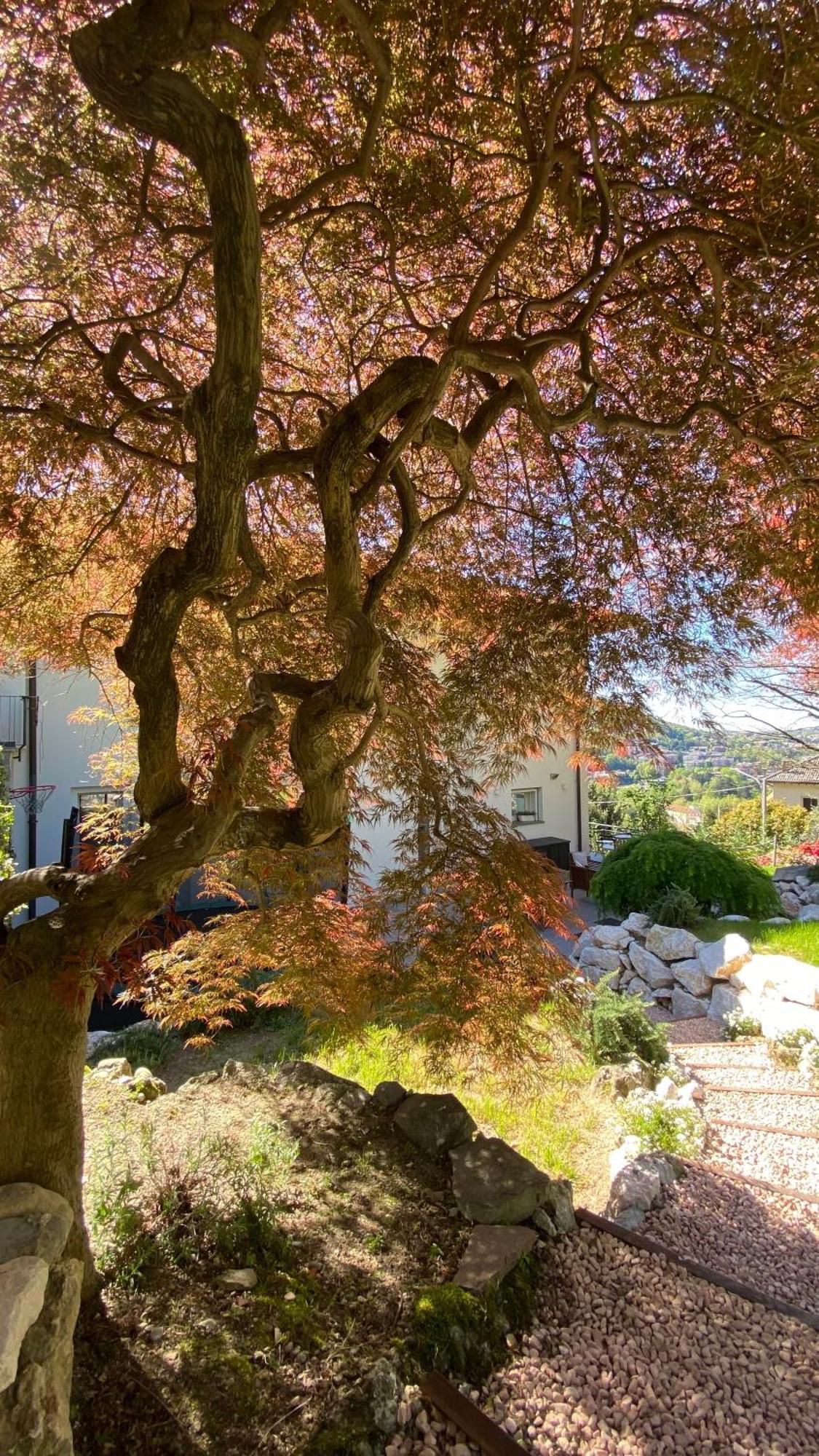 I Faggi Rossi - Red Beech Trees Βίλα Όπως Εξωτερικό φωτογραφία